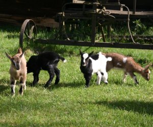 Początek wiosny w Muzeum Rolnictwa im. ks. K. Kluka w Ciechanowcu to czas dla zwierząt. Początek wiosny w Muzeum Rolnictwa im. ks. K. Kluka w Ciechanowcu to czas dla zwierząt.