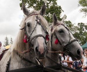 XVI Podlaskie Święto Chleba XVI Podlaskie Święto Chleba
