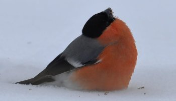 Zimowe Ptakoliczenie