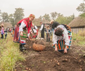 Wykopki w Skansenie 2013 Wykopki w Skansenie 2013