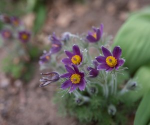 Codziennik Muzealny - Wiosna w ciechanowieckim muzeum Codziennik Muzealny - Wiosna w ciechanowieckim muzeum