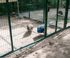 Pawie w Muzeum Pawie w Muzeum