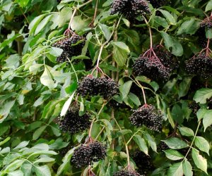 Niecodziennik Muzealny - Kiedy zakwitną dzikie bzy Niecodziennik Muzealny - Kiedy zakwitną dzikie bzy