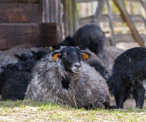 „Na świętego Wojciecha pierwsza wiosny pociecha” „Na świętego Wojciecha pierwsza wiosny pociecha”