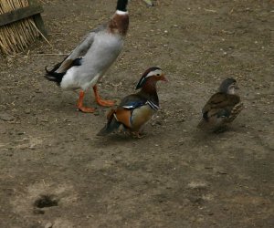 Początek wiosny w Muzeum Rolnictwa im. ks. K. Kluka w Ciechanowcu to czas dla zwierząt. Początek wiosny w Muzeum Rolnictwa im. ks. K. Kluka w Ciechanowcu to czas dla zwierząt.