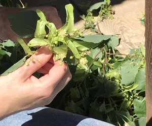 Wianki w Oktawę Bożego Ciała Wianki w Oktawę Bożego Ciała