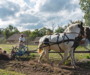 Niecodziennik muzealny - Uprawa ziemniaków w Polsce w XVIII i pierwszych dekadach XIX wieku. Niecodziennik muzealny - Uprawa ziemniaków w Polsce w XVIII i pierwszych dekadach XIX wieku.