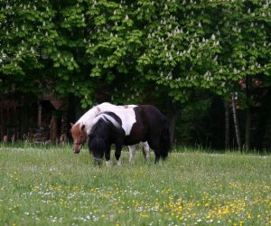 Początek wiosny w Muzeum Rolnictwa im. ks. K. Kluka w Ciechanowcu to czas dla zwierząt. Początek wiosny w Muzeum Rolnictwa im. ks. K. Kluka w Ciechanowcu to czas dla zwierząt.