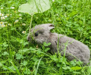 Nowi mieszkańcy ciechanowieckiego skansenu