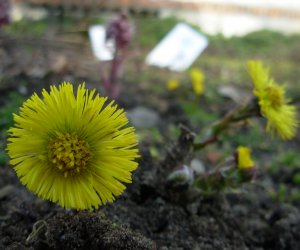 Codziennik Muzealny - Wypędzam kaszel, czyli podbiał pospolity Codziennik Muzealny - Wypędzam kaszel, czyli podbiał pospolity