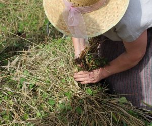 XVI Podlaskie Święto Chleba XVI Podlaskie Święto Chleba