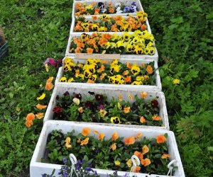 JARMARK ŚW. WOJCIECHA JARMARK ŚW. WOJCIECHA