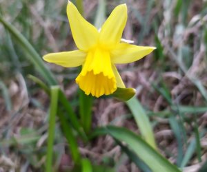 Codziennik Muzealny - Wiosna już zawitała