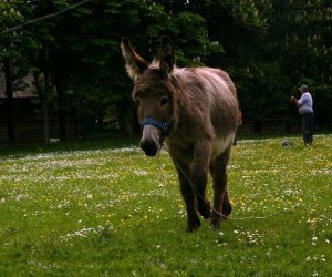 Początek wiosny w Muzeum Rolnictwa im. ks. K. Kluka w Ciechanowcu to czas dla zwierząt. Początek wiosny w Muzeum Rolnictwa im. ks. K. Kluka w Ciechanowcu to czas dla zwierząt.
