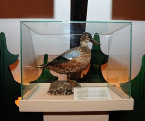 Wystawa czasowa „Ptaki wodno-błotne” Wystawa czasowa „Ptaki wodno-błotne”