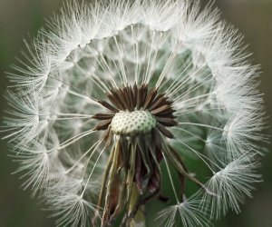 Codziennik Muzealny - Mniszek lekarski – kwiatek, który kocha słońce Codziennik Muzealny - Mniszek lekarski – kwiatek, który kocha słońce