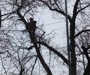 Pielęgnacja i konserwacja drzew zabytkowej alei lipowej na terenie skansenu Muzeum Rolnictwa im. Ks. Krzysztofa Kluka w Ciechanowcu