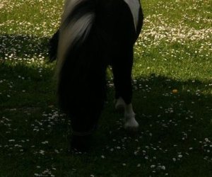 Początek wiosny w Muzeum Rolnictwa im. ks. K. Kluka w Ciechanowcu to czas dla zwierząt. Początek wiosny w Muzeum Rolnictwa im. ks. K. Kluka w Ciechanowcu to czas dla zwierząt.