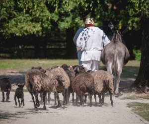 XIX Podlaskie Święto Chleba - fotorelacja XIX Podlaskie Święto Chleba - fotorelacja