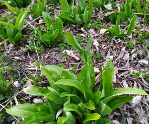 Codziennik Muzealny - Wiosna już zawitała Codziennik Muzealny - Wiosna już zawitała