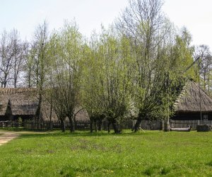 Codziennik Muzealny - wierzba - naturalna aspiryna Codziennik Muzealny - wierzba - naturalna aspiryna