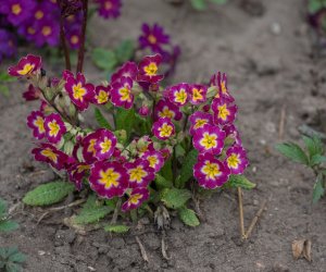 Codziennik Muzealny - Wiosna w ciechanowieckim muzeum Codziennik Muzealny - Wiosna w ciechanowieckim muzeum