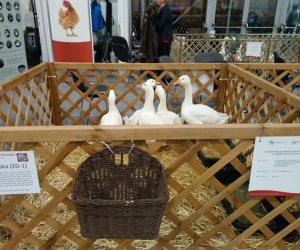 Narodowa Wystawa Rolnicza w Poznaniu Narodowa Wystawa Rolnicza w Poznaniu