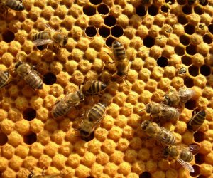 DZIAŁ TRADYCJI ZIELARSKICH DZIAŁ TRADYCJI ZIELARSKICH