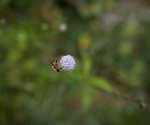 Czarcikęsik Kluka już kwitnie ! Czarcikęsik Kluka już kwitnie !