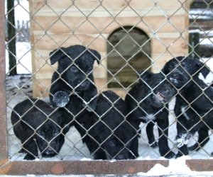 Muzeum odda w dobre ręce 8 pięknych 2 miesięcznych szczeniąt.