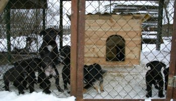 Muzeum odda w dobre ręce 8 pięknych 2 miesięcznych szczeniąt.