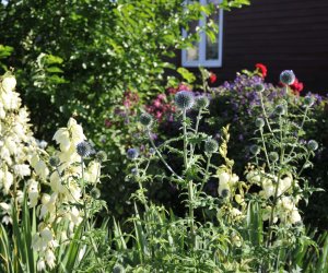 "Kwitnące Tradycje" "Kwitnące Tradycje"