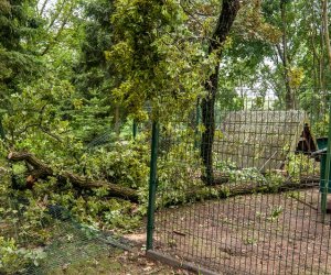 Nawałnica w Ciechanowcu Nawałnica w Ciechanowcu