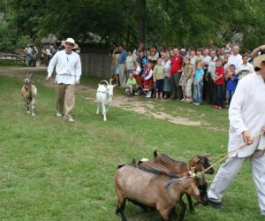 VI Podlaskie Święto Chleba