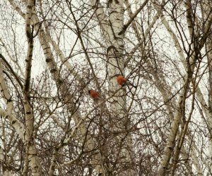 Zimowe Ptakoliczenie 2017 Zimowe Ptakoliczenie 2017