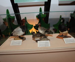 Wystawa czasowa „Ptaki wodno-błotne” Wystawa czasowa „Ptaki wodno-błotne”