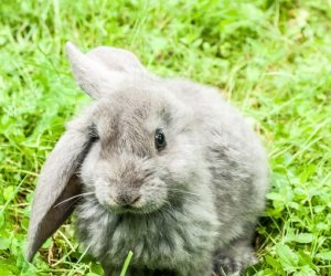 Nowi mieszkańcy ciechanowieckiego skansenu