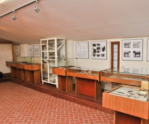 Odnowiona ekspozycja Muzeum Weterynarii Odnowiona ekspozycja Muzeum Weterynarii