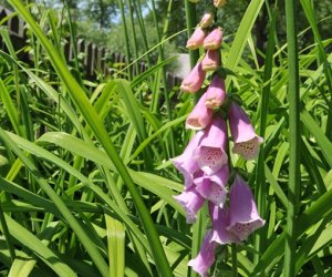 Niecodziennik Muzealny - Roślinna sztuka manipulacji, czyli kilka słów o zapylaniu Niecodziennik Muzealny - Roślinna sztuka manipulacji, czyli kilka słów o zapylaniu