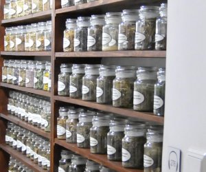 Oficyna – ekspozycja „Tradycje zielarskie” Oficyna – ekspozycja „Tradycje zielarskie”