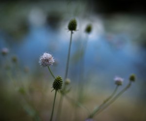 Czarcikęsik Kluka już kwitnie ! Czarcikęsik Kluka już kwitnie !