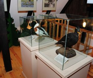 Wystawa czasowa „Ptaki wodno-błotne” Wystawa czasowa „Ptaki wodno-błotne”