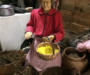 Niecodziennik Muzealny - Gdzie rośnie dziewanna ... Niecodziennik Muzealny - Gdzie rośnie dziewanna ...