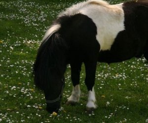 Początek wiosny w Muzeum Rolnictwa im. ks. K. Kluka w Ciechanowcu to czas dla zwierząt. Początek wiosny w Muzeum Rolnictwa im. ks. K. Kluka w Ciechanowcu to czas dla zwierząt.