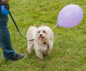 Wykopki w Skansenie 2013 Wykopki w Skansenie 2013