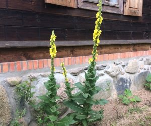 Niecodziennik Muzealny - Gdzie rośnie dziewanna ... Niecodziennik Muzealny - Gdzie rośnie dziewanna ...