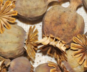 NIECOdziennik muzealny - Skarby lasów, łąk, pól NIECOdziennik muzealny - Skarby lasów, łąk, pól