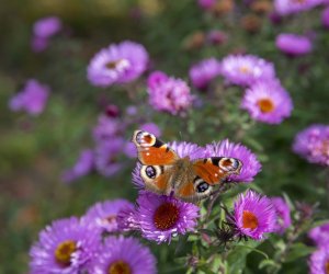NIECOdziennik muzealny - Wieś w październiku NIECOdziennik muzealny - Wieś w październiku