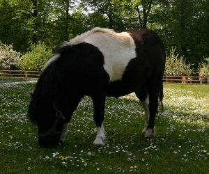 Początek wiosny w Muzeum Rolnictwa im. ks. K. Kluka w Ciechanowcu to czas dla zwierząt. Początek wiosny w Muzeum Rolnictwa im. ks. K. Kluka w Ciechanowcu to czas dla zwierząt.