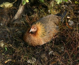Nowe nabytki do hodowli pokazowej drobiu